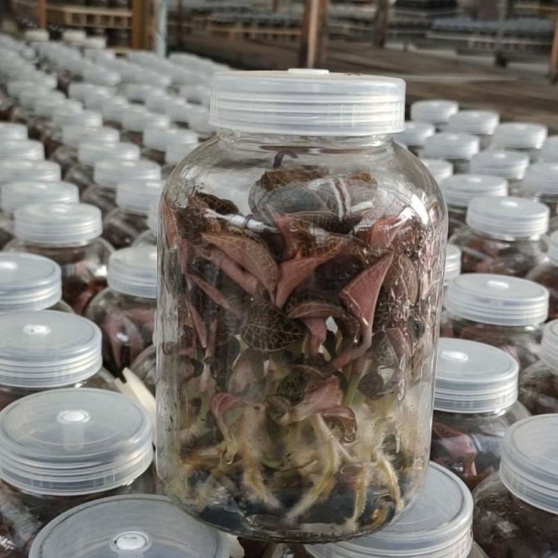 金线莲种苗，福建南靖县原装玻璃瓶种植苗，批发零售都可以发