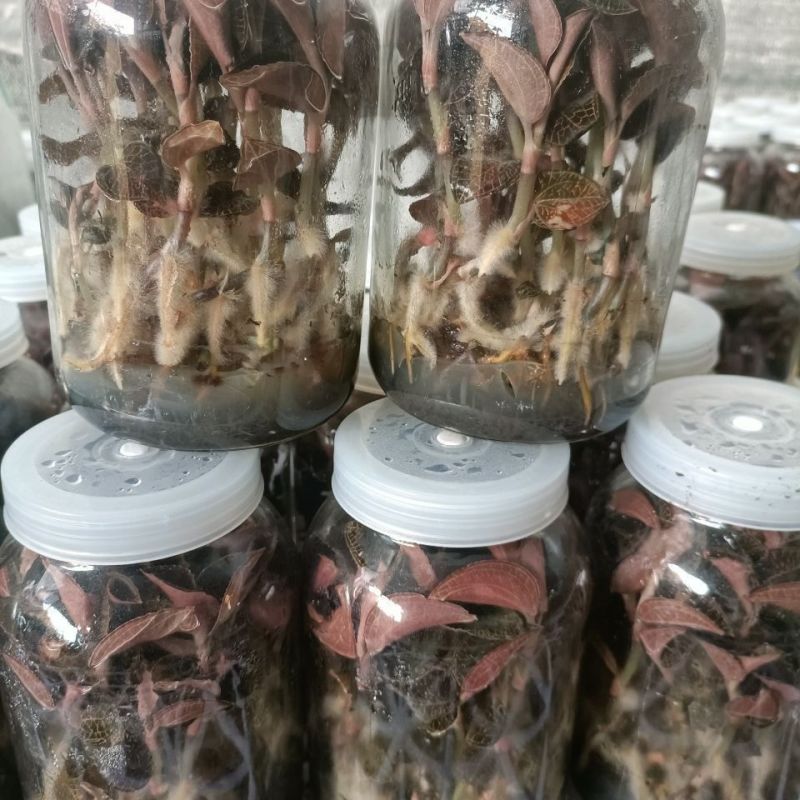 金线莲种苗，福建南靖县原装玻璃瓶种植苗，批发零售都可以发