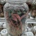 金线莲种苗，福建南靖县原装玻璃瓶种植苗，批发零售都可以发