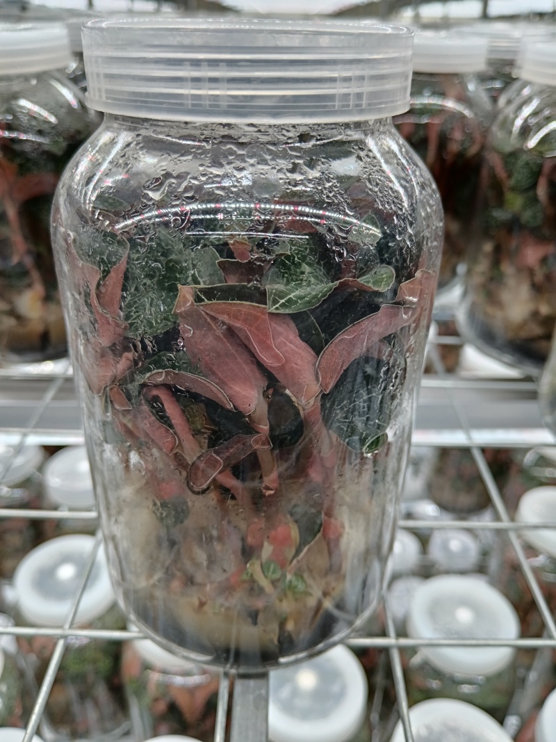 金线莲种苗，福建南靖县原装玻璃瓶种植苗，批发零售都可以发
