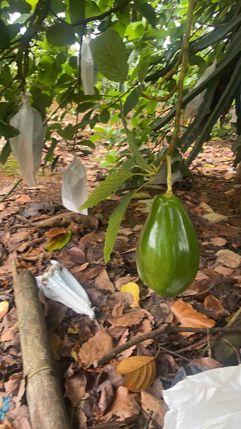 牛油果