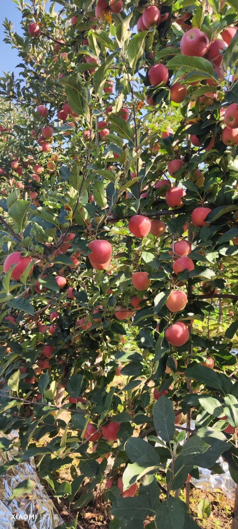 陕西苹果嘎拉苹果脆甜