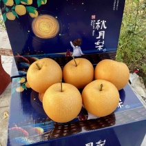 山东莱阳秋月梨电商一件代发4.5斤对接电商微商团购