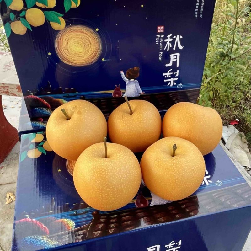山东莱阳秋月梨电商一件代发4.5斤对接电商微商团购
