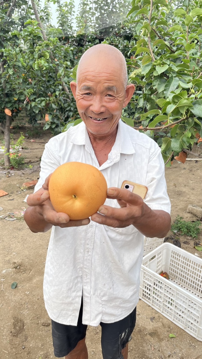 山东莱阳秋月梨电商一件代发4.5斤对接电商微商团购