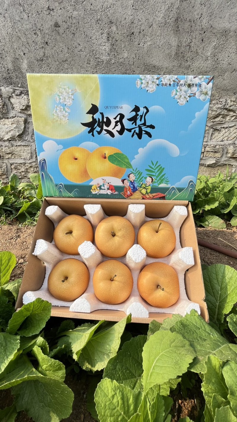 山东莱阳秋月梨电商一件代发4.5斤对接电商微商团购