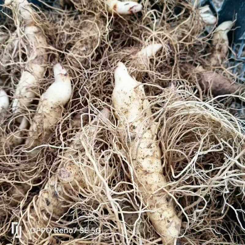 湖南邵阳玉竹种苗高海拔湘玉竹种苗存活率高欢迎订购