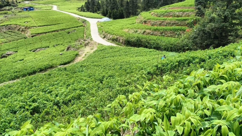 湖南邵阳玉竹种苗高海拔湘玉竹种苗存活率高欢迎订购