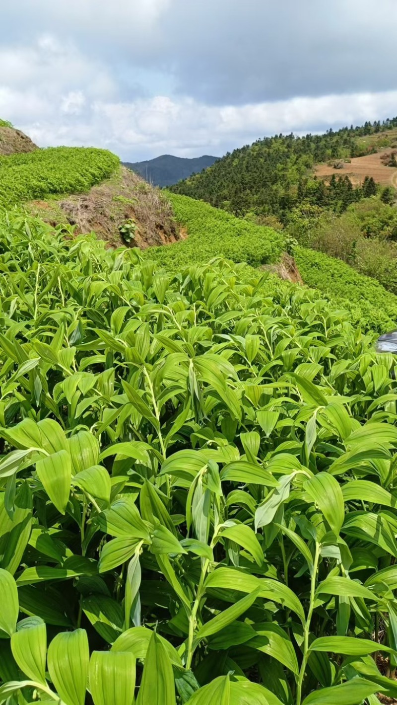 湖南邵阳玉竹种苗高海拔湘玉竹种苗存活率高欢迎订购