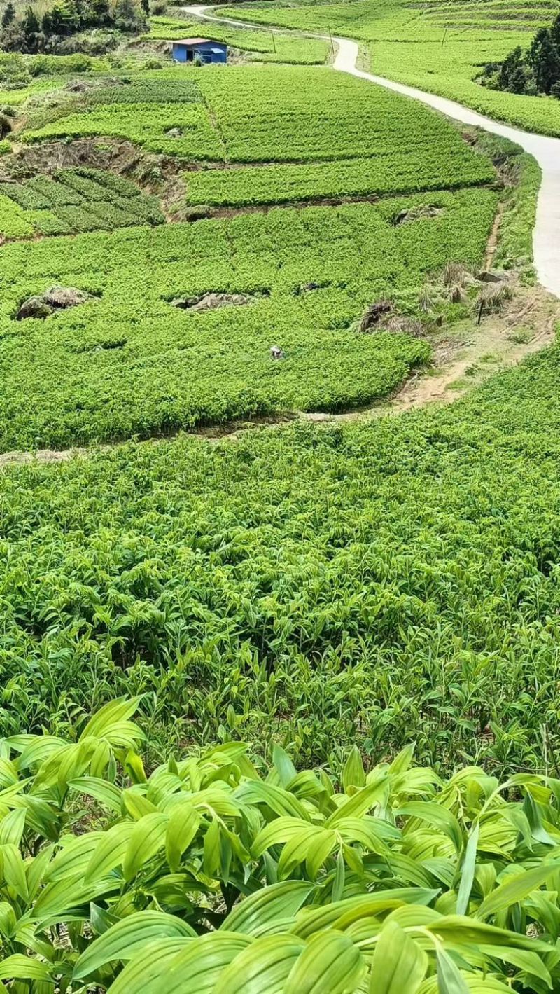 湖南邵阳玉竹种苗高海拔湘玉竹种苗存活率高欢迎订购