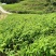 湖南邵阳玉竹种苗高海拔湘玉竹种苗存活率高欢迎订购