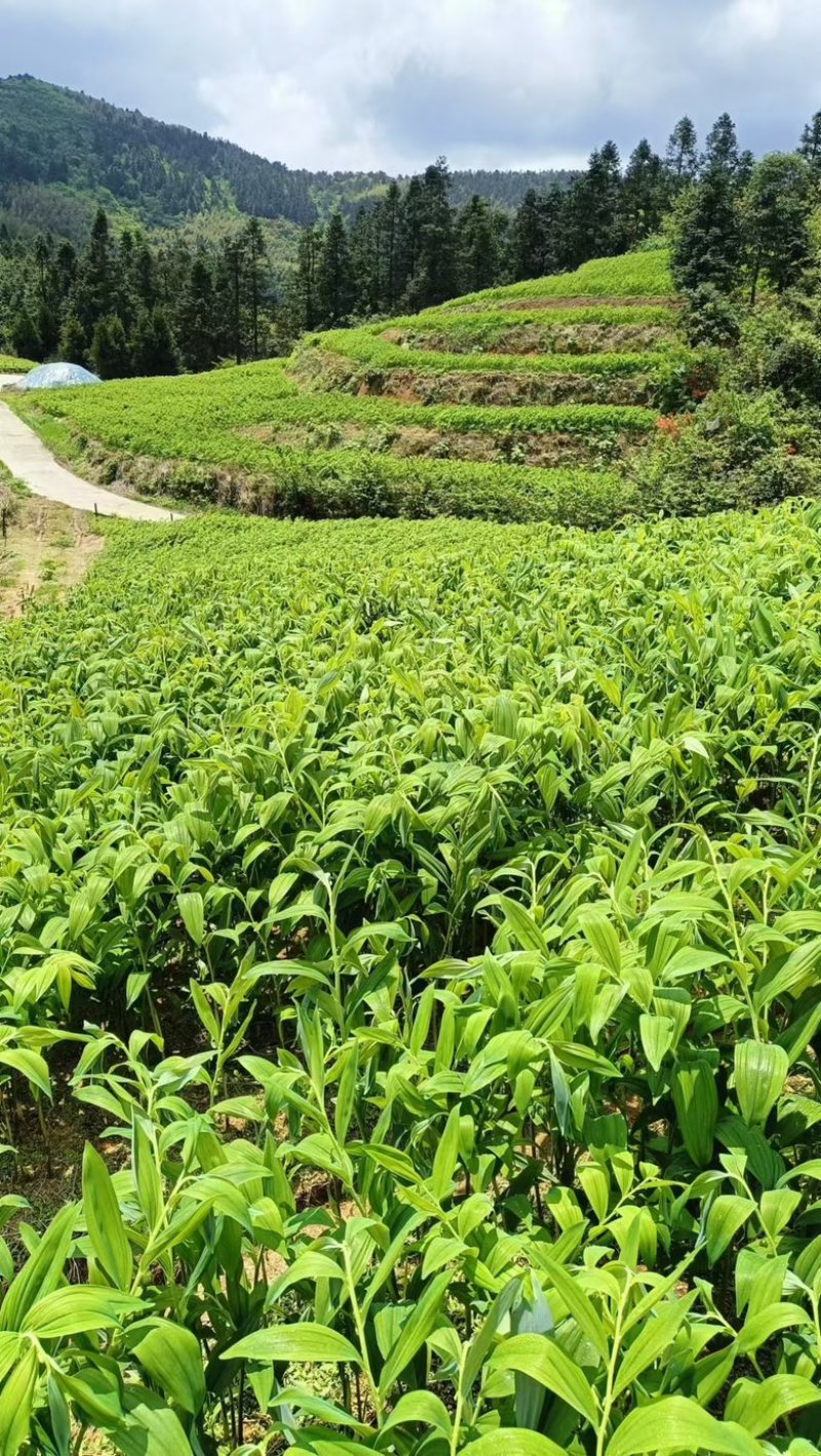 湖南邵阳玉竹种苗高海拔湘玉竹种苗存活率高欢迎订购