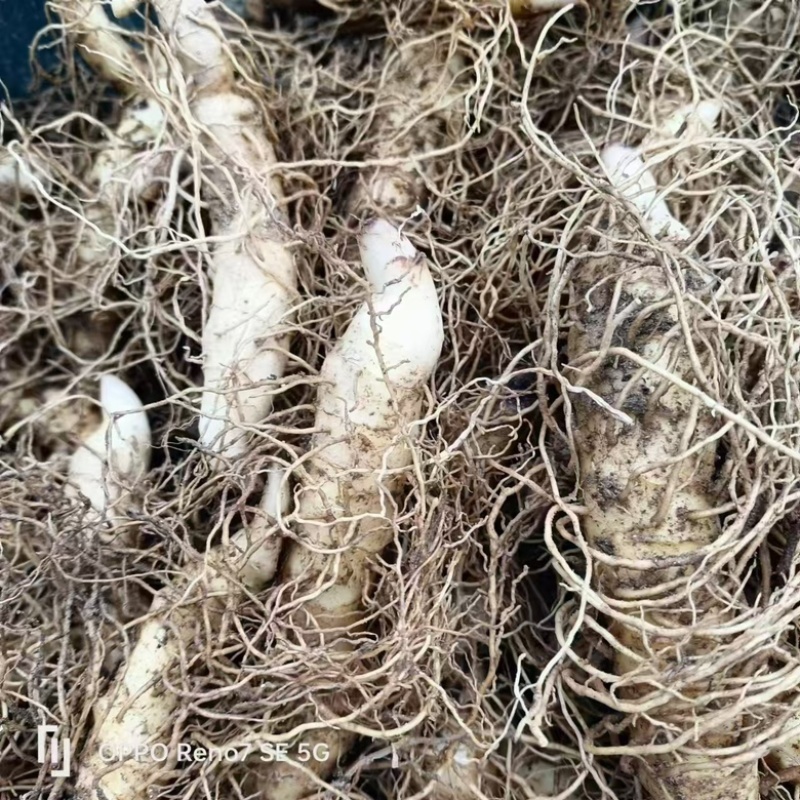 湖南邵阳玉竹种苗高海拔湘玉竹种苗存活率高欢迎订购