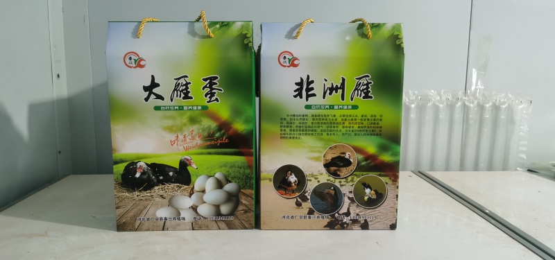 【牛商优选】非洲雁蛋大量供应货源充足保质保量