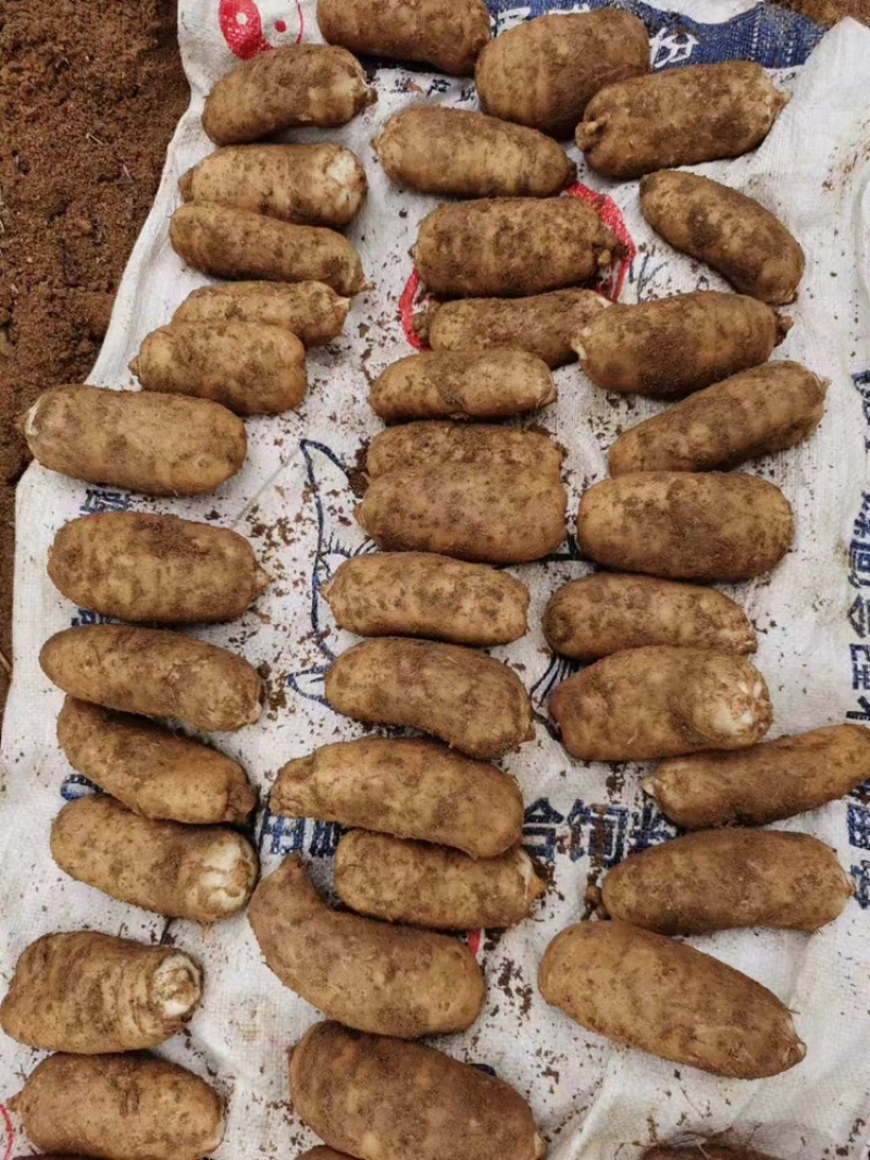 2024新天麻