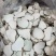 【包邮】虎奶菇虎乳菌片规格齐全全国发货量大从优