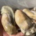 鲜活生蚝现剥生蚝肉去壳海蛎子肉牡蛎肉火锅烧烤海蛎煎肉批发
