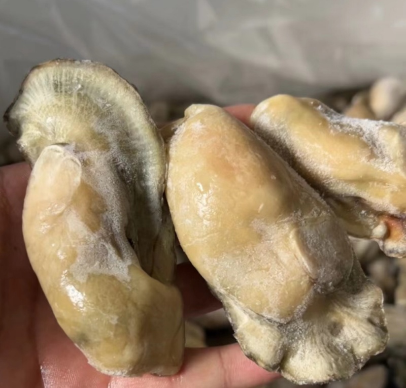 鲜活生蚝现剥生蚝肉去壳海蛎子肉牡蛎肉火锅烧烤海蛎煎肉批发