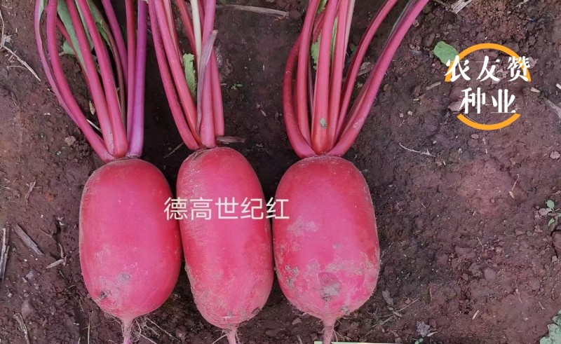 满身红类型萝卜种子德高世纪红萝卜种子口感好秋季萝卜种籽