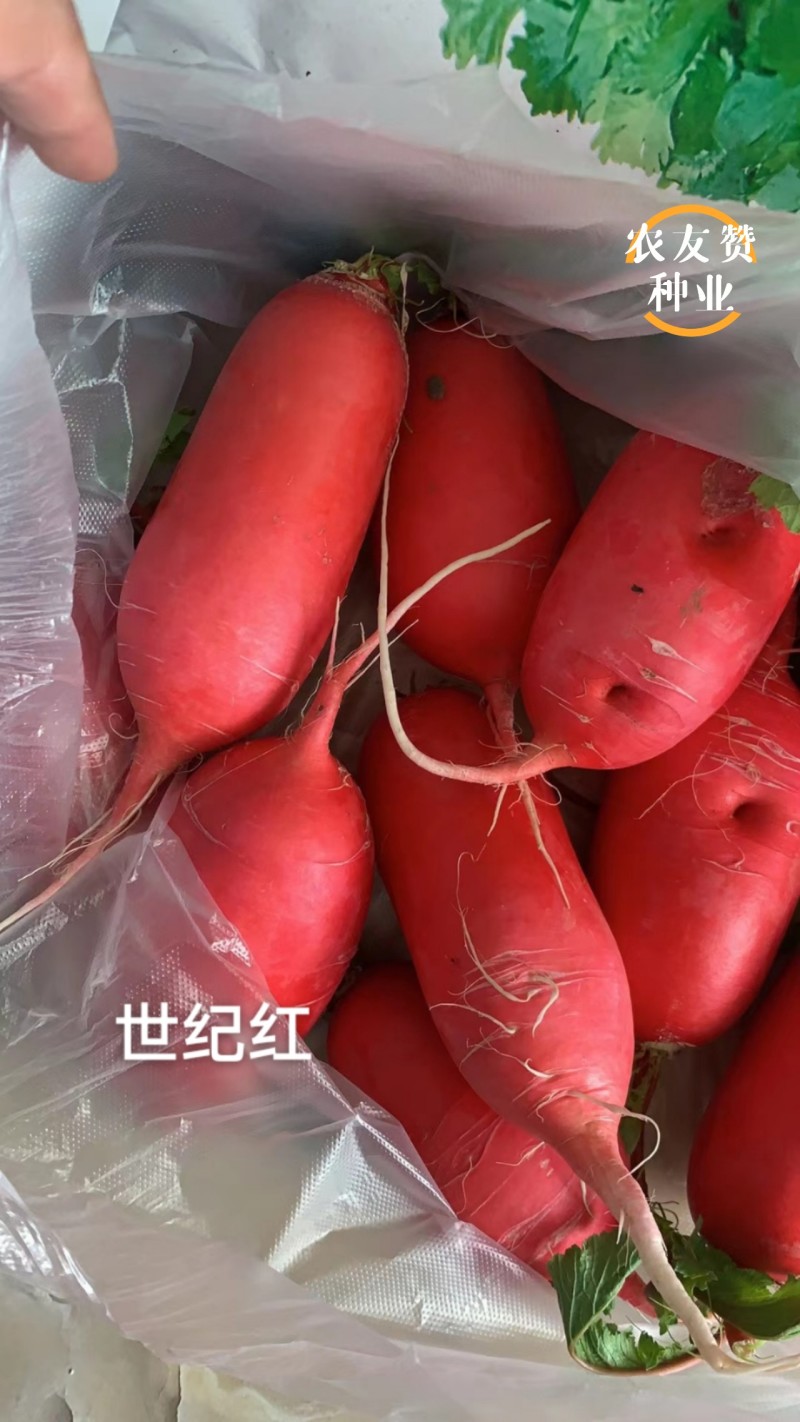 满身红类型萝卜种子德高世纪红萝卜种子口感好秋季萝卜种籽