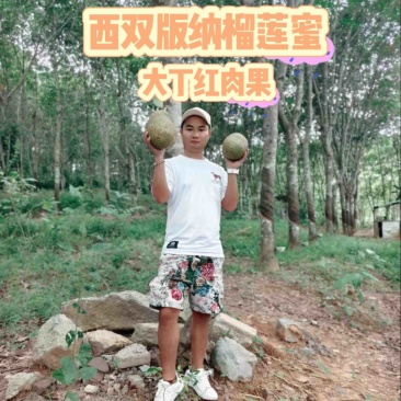 版纳大丁红榴莲蜜，果肉饱满皮薄，红肉！