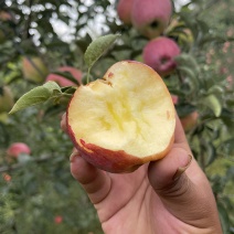 昭通糖心苹果产地直发量大从优一件代发质量保障