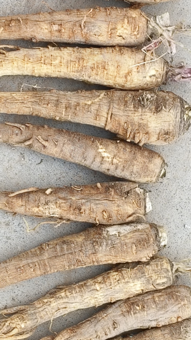 大量出售干白芷基地直发鲜白芷大量出售货源充足欢迎咨询