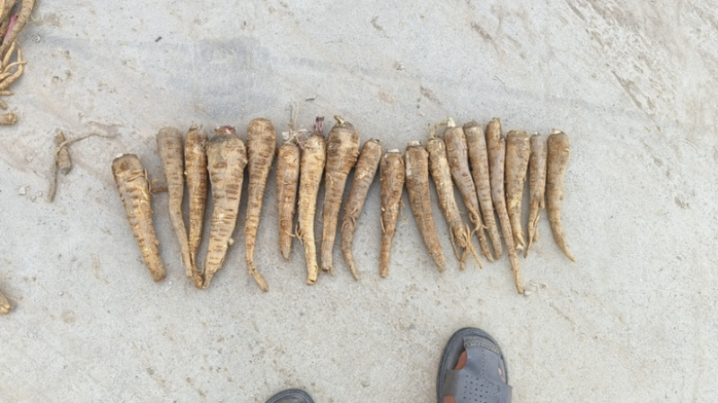 大量出售干白芷基地直发鲜白芷大量出售货源充足欢迎咨询