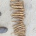 大量出售干白芷基地直发鲜白芷大量出售货源充足欢迎咨询