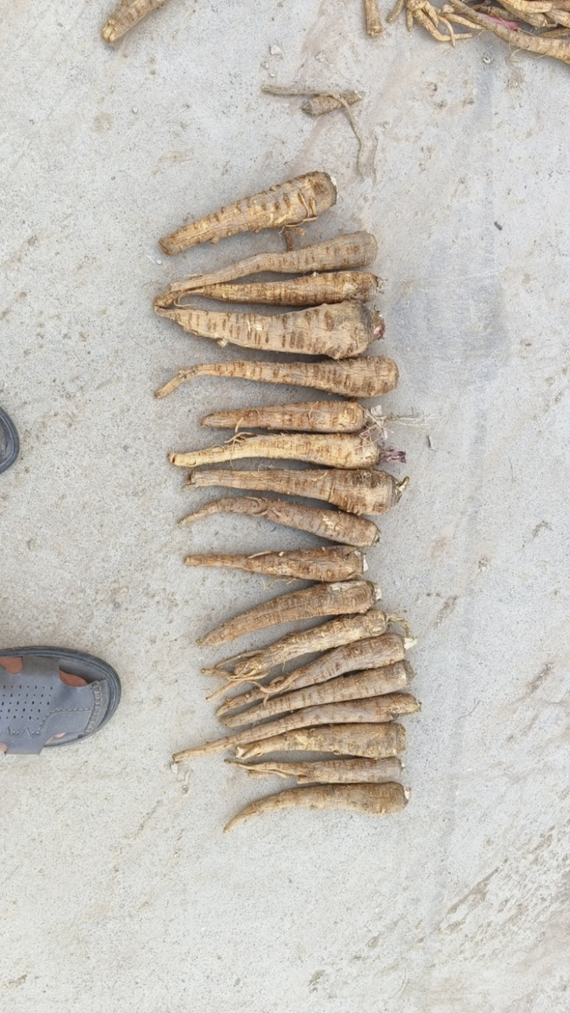 大量出售干白芷基地直发鲜白芷大量出售货源充足欢迎咨询