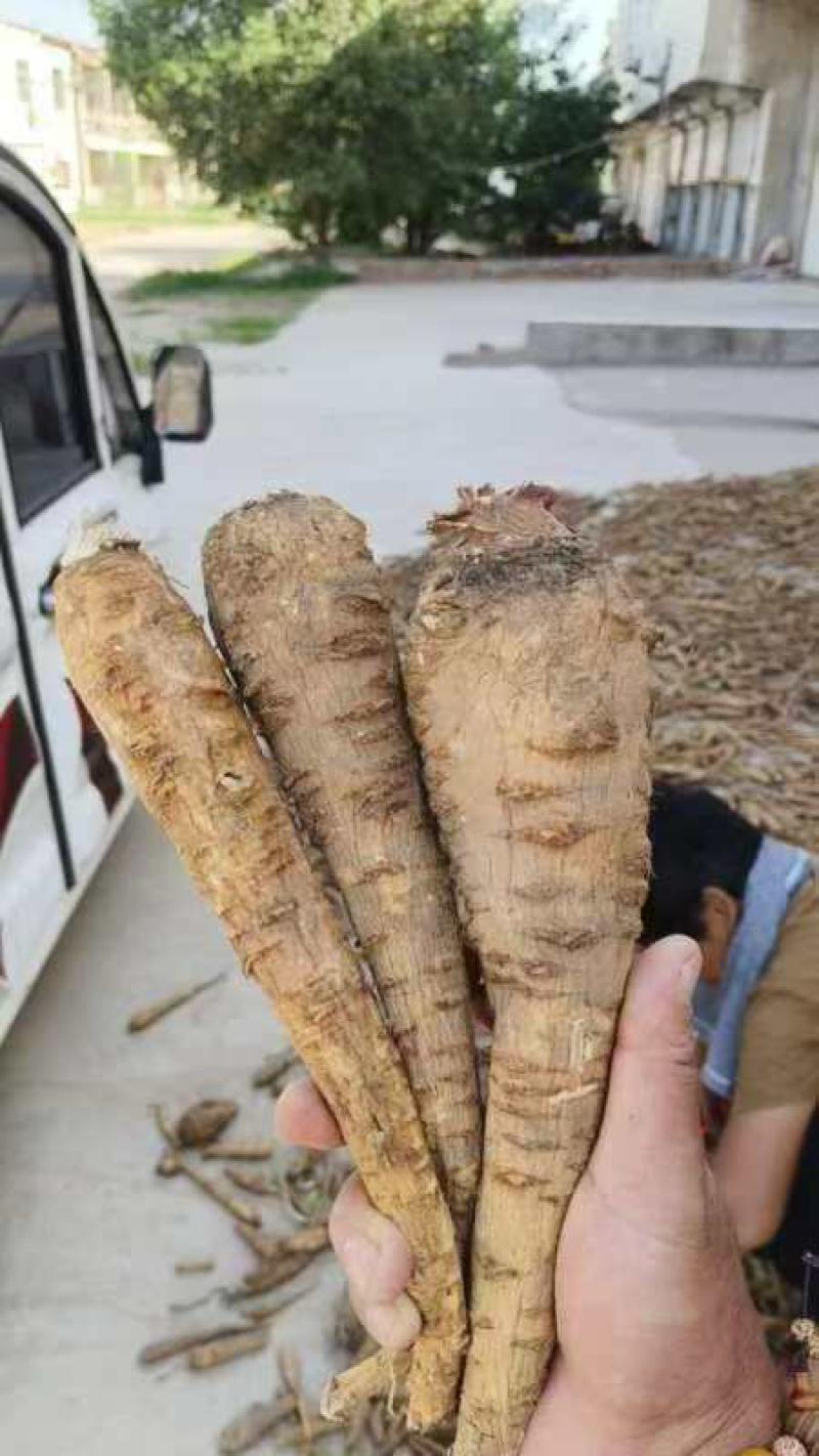 大量出售干白芷基地直发鲜白芷大量出售货源充足欢迎咨询