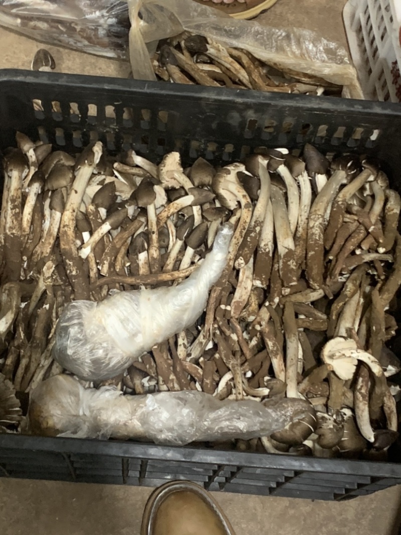 极品黑冒火把鸡纵
