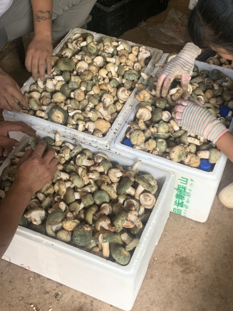 极品黑冒火把鸡纵