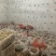 极品黑冒火把鸡纵