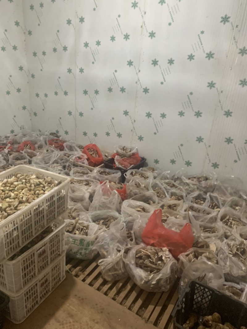 极品黑冒火把鸡纵
