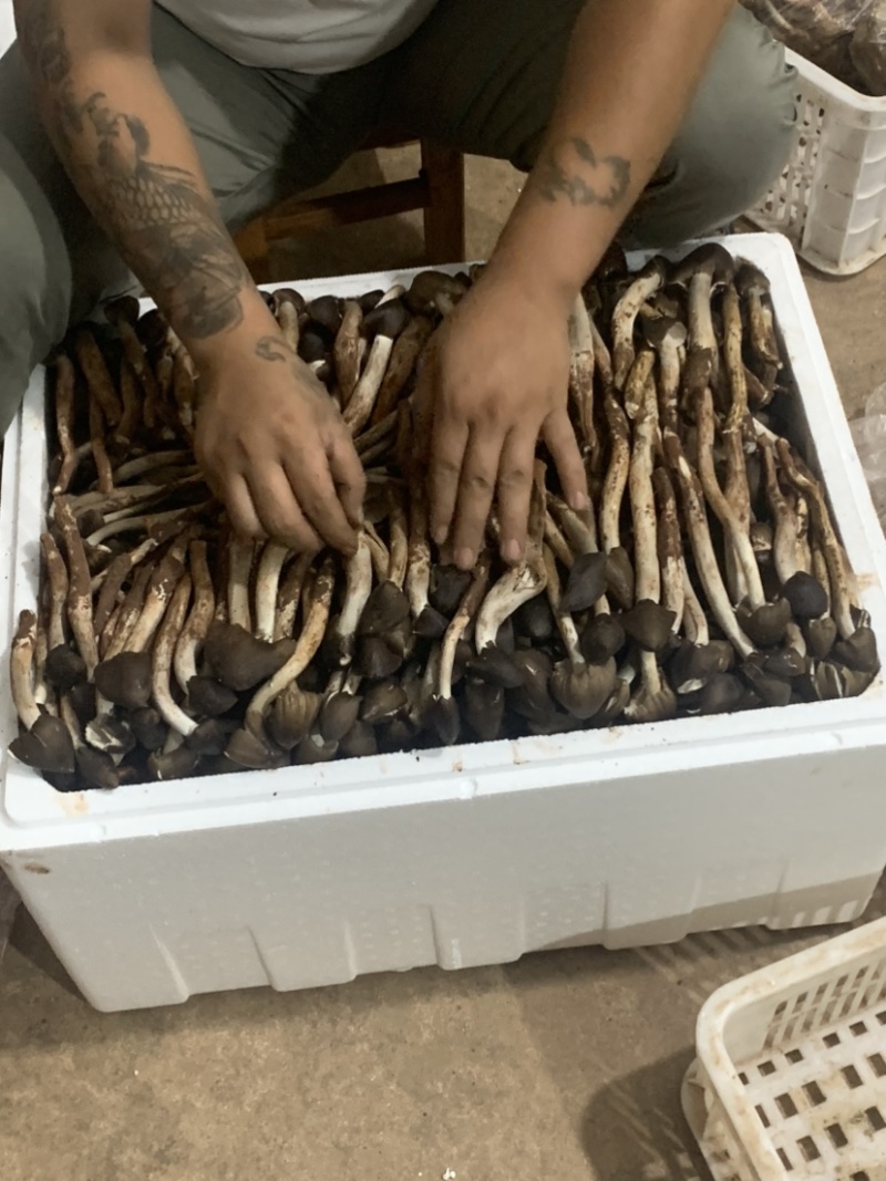 极品黑冒火把鸡纵