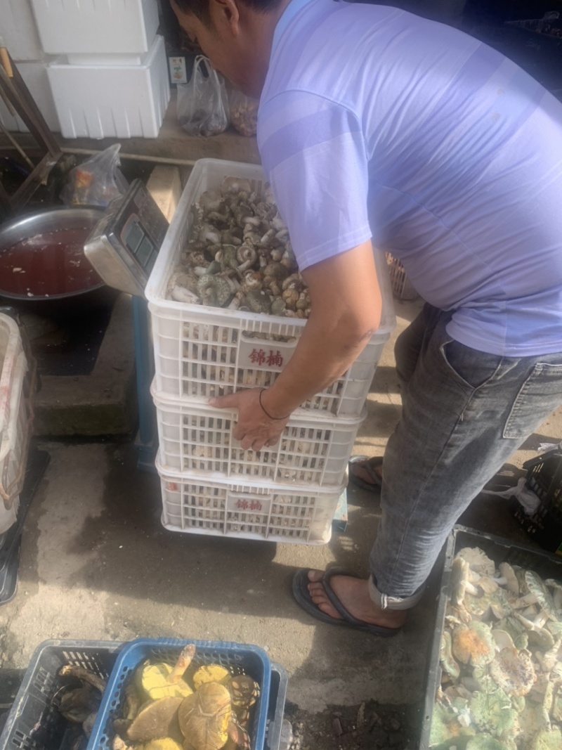 极品黑冒火把鸡纵