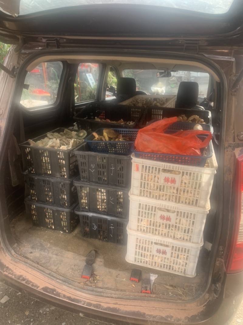极品黑冒火把鸡纵