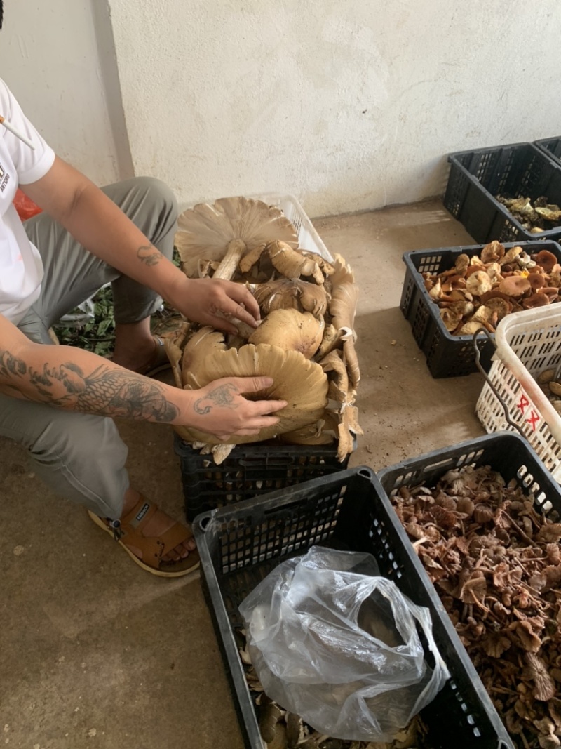 极品黑冒火把鸡纵