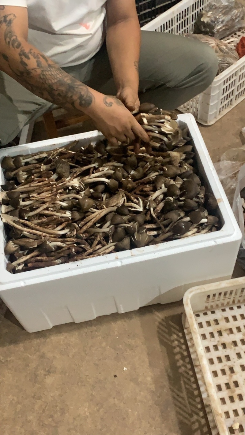 极品黑冒火把鸡纵