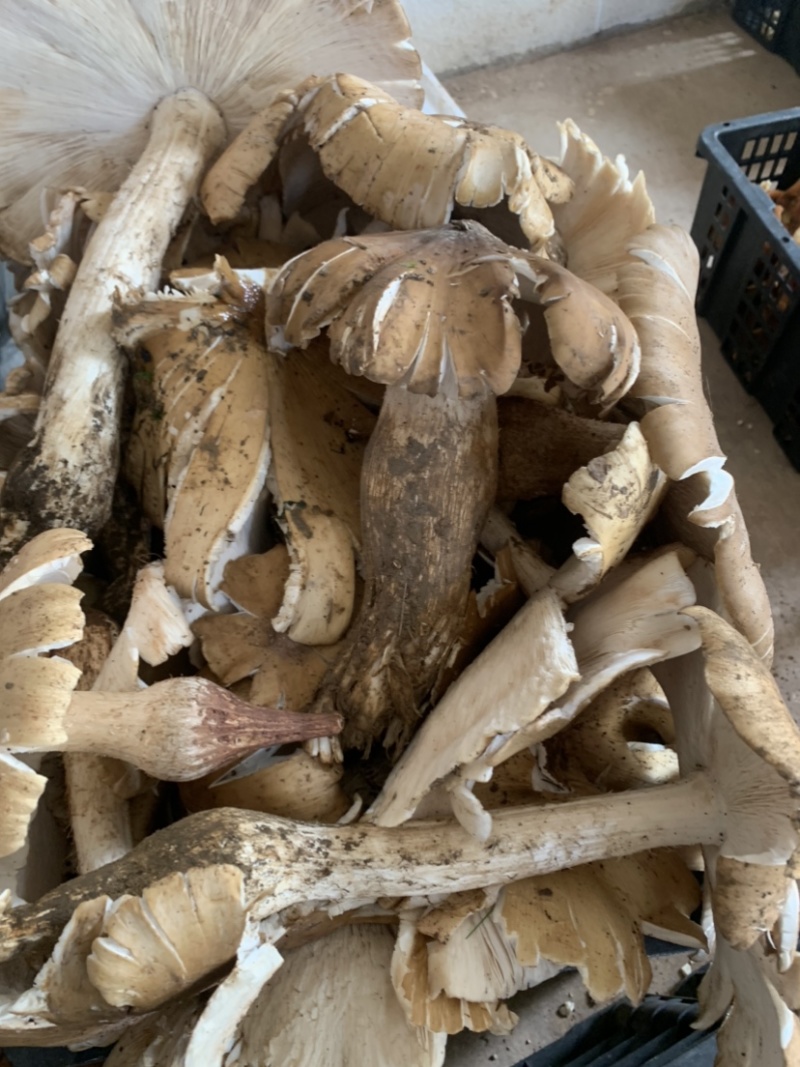 极品黑冒火把鸡纵