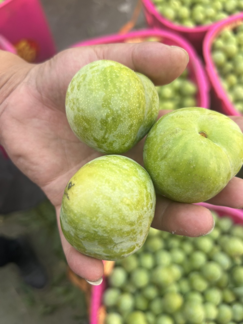 茂县青脆李代办同样的货让你少花很多钱