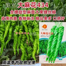 豫艺大麻花434螺丝椒种子麻面大果全螺旋螺丝椒种籽香辣