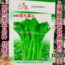 早熟四九菜心种子大田菜苔种籽纤维少绿菜心种籽抽苔菜心秋季