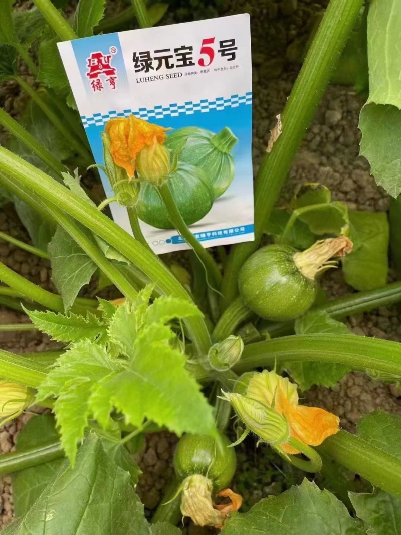 圆宝小瓜种子无蔓西葫芦种子特早熟高产抗病绿色圆形西葫芦瓜