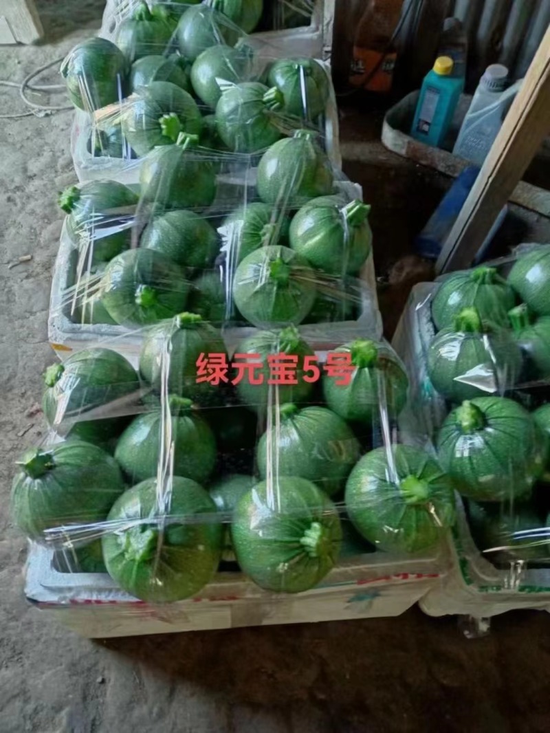 圆宝小瓜种子无蔓西葫芦种子特早熟高产抗病绿色圆形西葫芦瓜