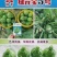 圆宝小瓜种子无蔓西葫芦种子特早熟高产抗病绿色圆形西葫芦瓜