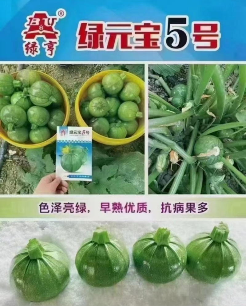 圆宝小瓜种子无蔓西葫芦种子特早熟高产抗病绿色圆形西葫芦瓜