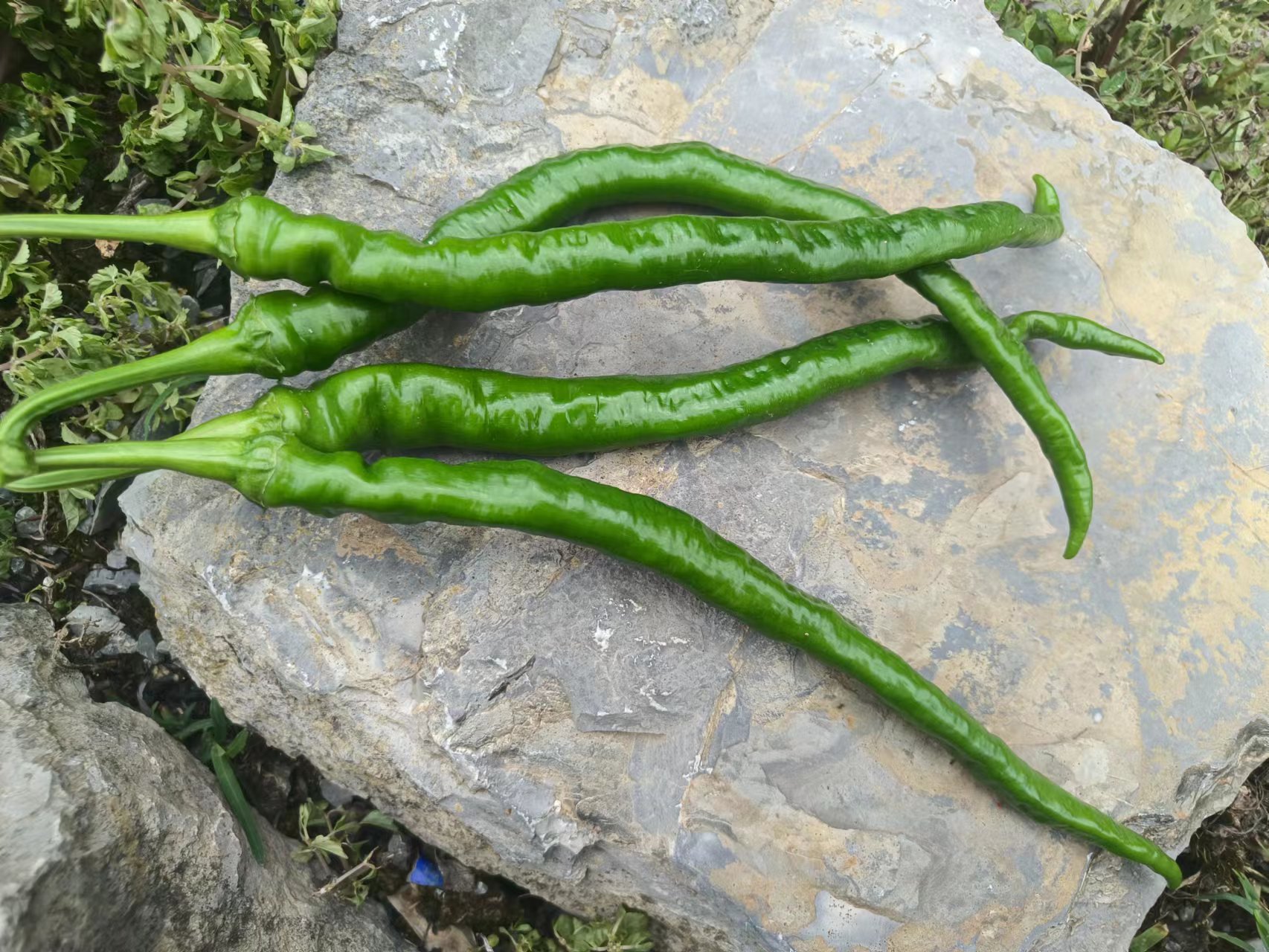 线椒与蒜末在石臼中被擂打成辣酱 线椒擂打过程