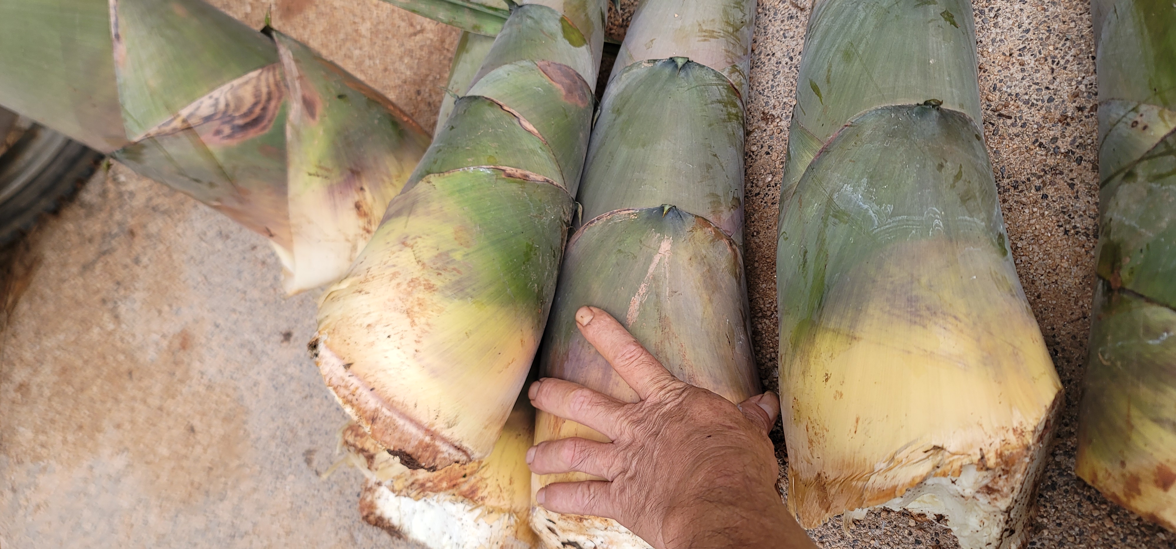 新鲜竹笋的根部特写,展示其质地和颜色 竹笋特写